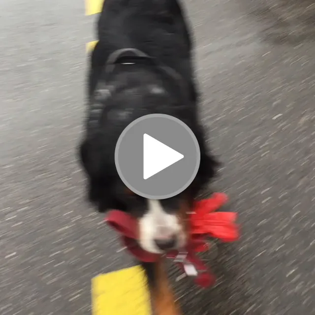 videos/54c5388c6efe0b16b365770fa77cdce2-00001.png