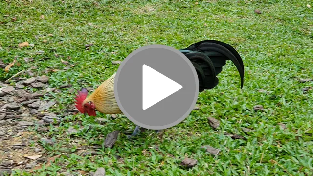 videos/648dcc58583a0d2b58e909b322057c2a-00001.png