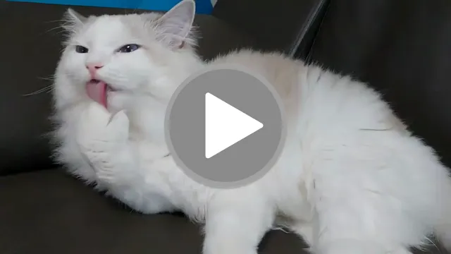 videos/ca9b2da7f4e841793cd4b5c9d9ecf944-00001.png