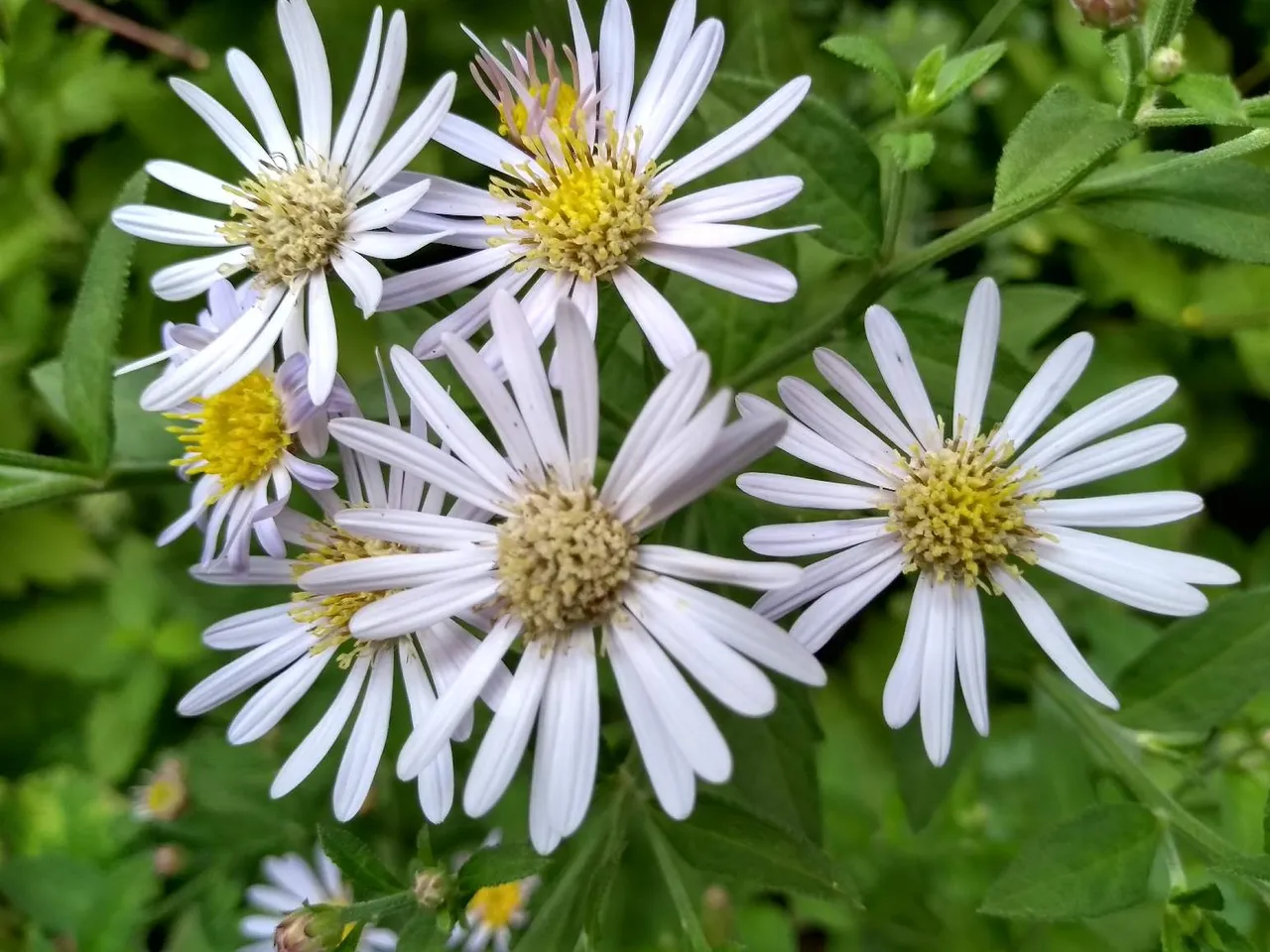 https://s3.us-east-2.amazonaws.com/partiko.io/img/nurulafsar03-what-a-nice-flowerbvmjeoyy-1535661625811.png