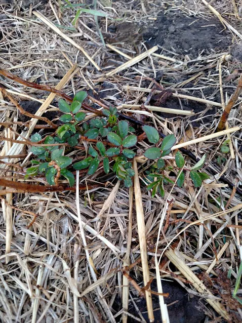 Rose IMG_20180428_194002393.jpg