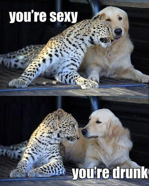 Youre-sexy-funny-animal-memes.jpg