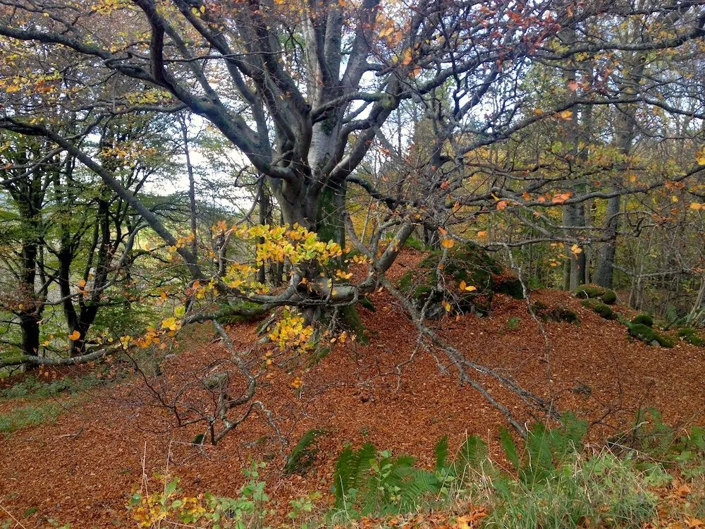 6 Autumn oak tree sml.jpg