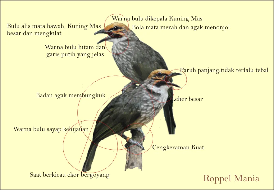 INILAH CUCAK ROWO ROPEL.png