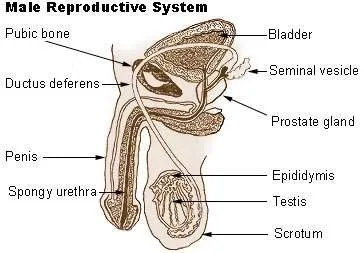 male-reproductive-system-wiki.jpg