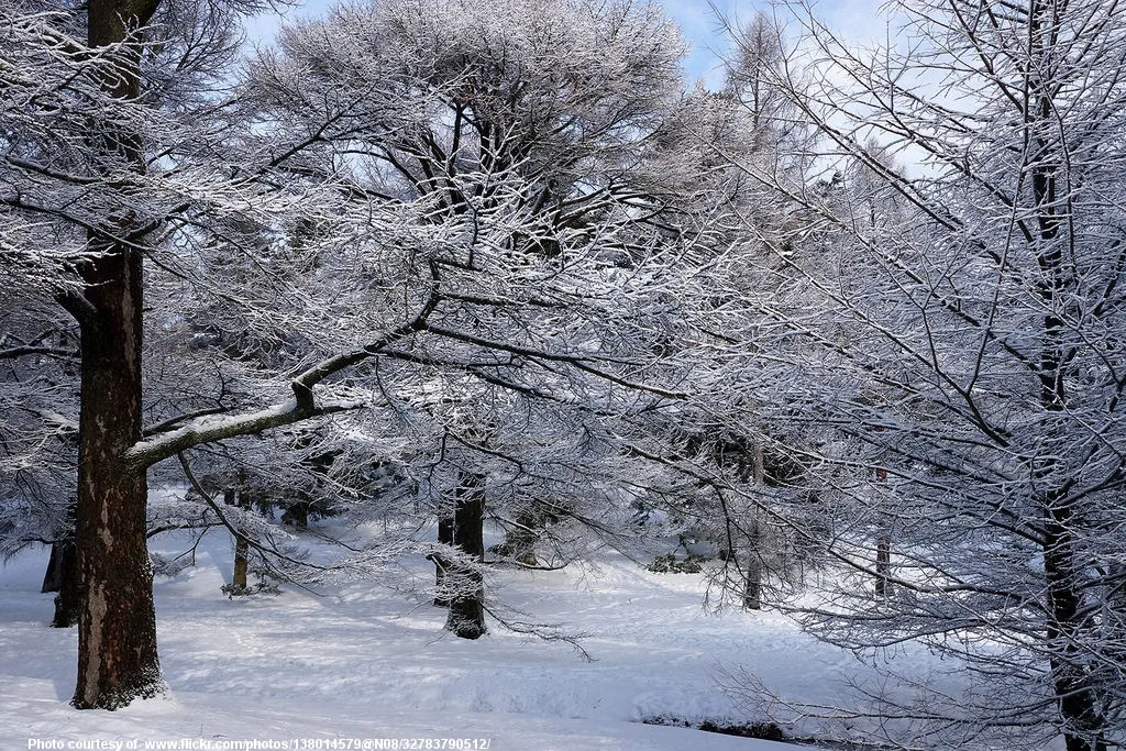 SnowAndWinterTrees-002-120317.jpg