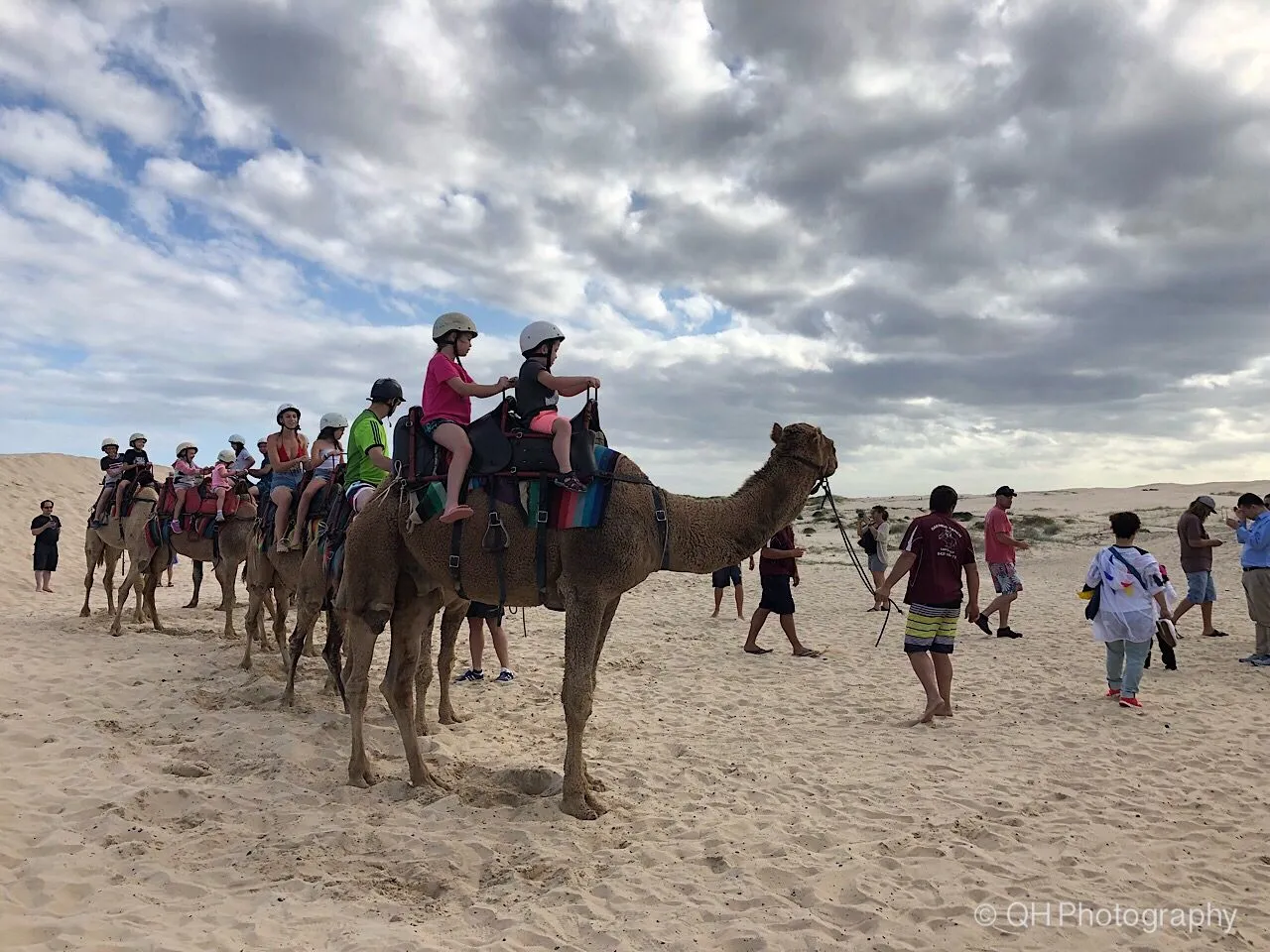 Camels in Australia