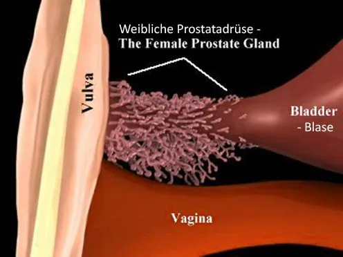weibliche_prostatadrüse.jpg