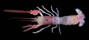 Terrible-Claw-Lobster-300x137.jpg