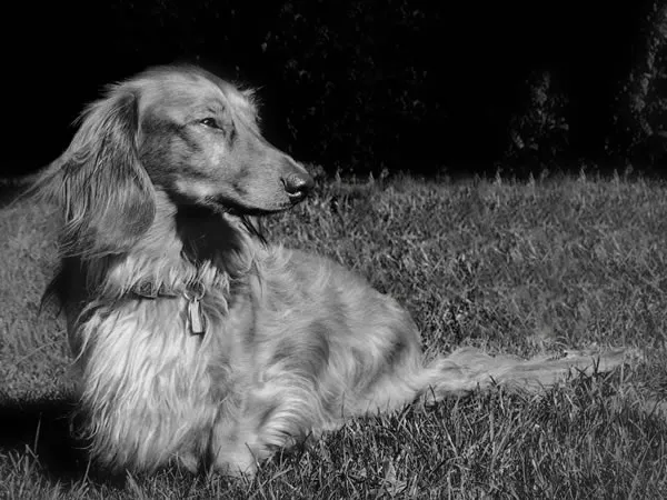 blackwhitelonghaireddachshund.jpg