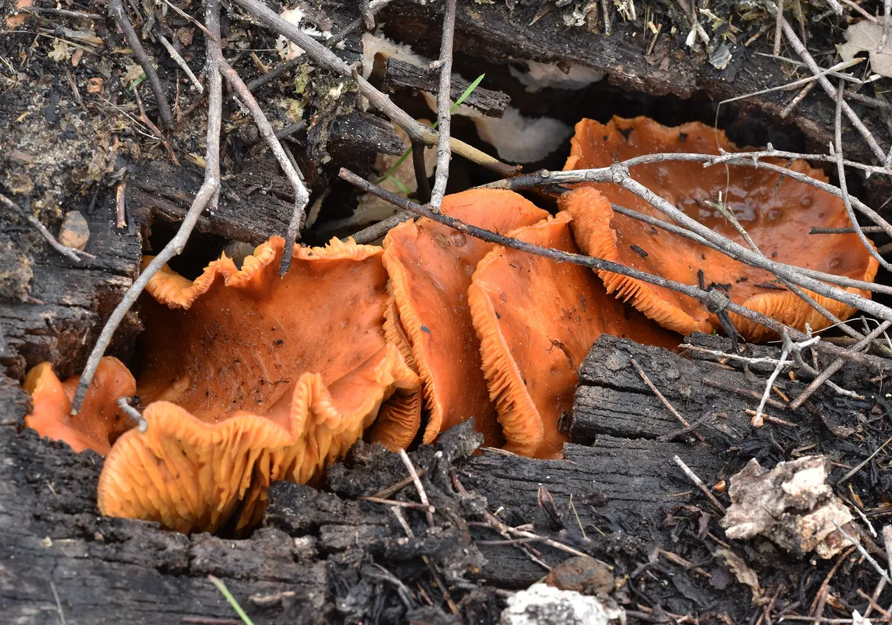 mushroom orange stump 3.jpg