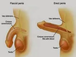 cara-mengatasi-ejakulasi-dini.jpg