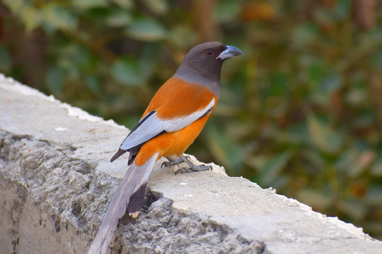 common-chaffinch-2905234_1280.jpg