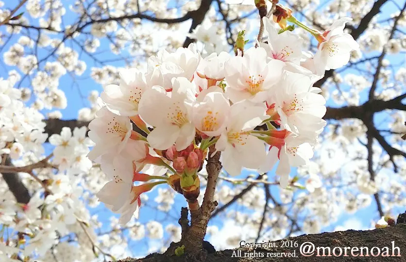 20170709 Cherryblossoms 1.jpg