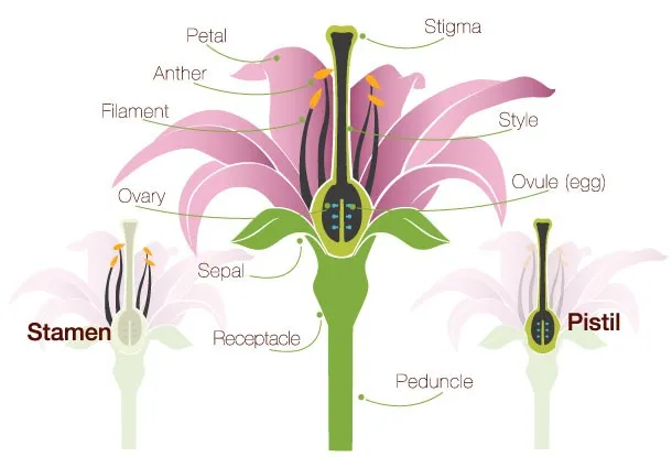 flower_anatomy_rd3_blog140226.jpg