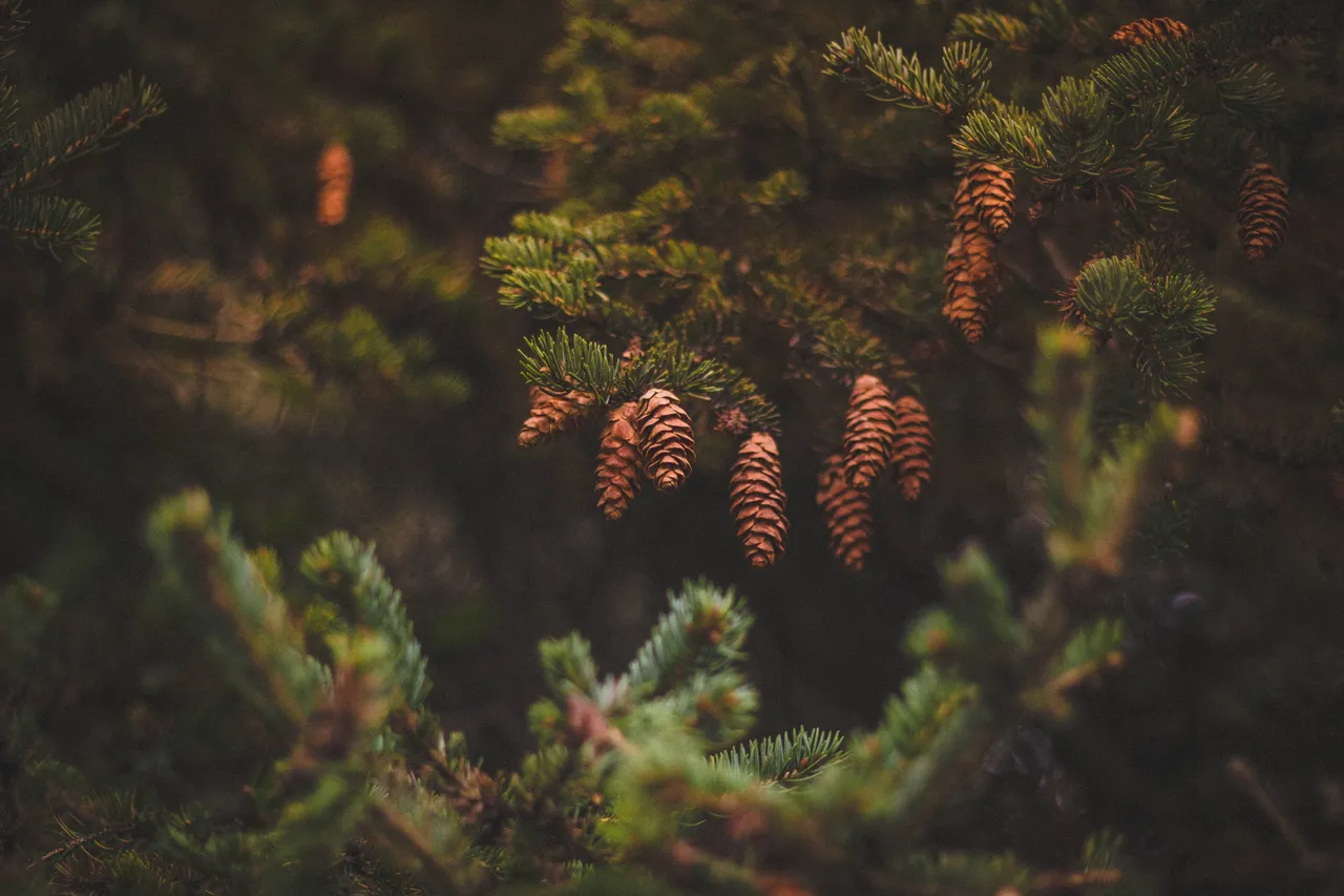 flora-nature-pine-cones-85745.jpg