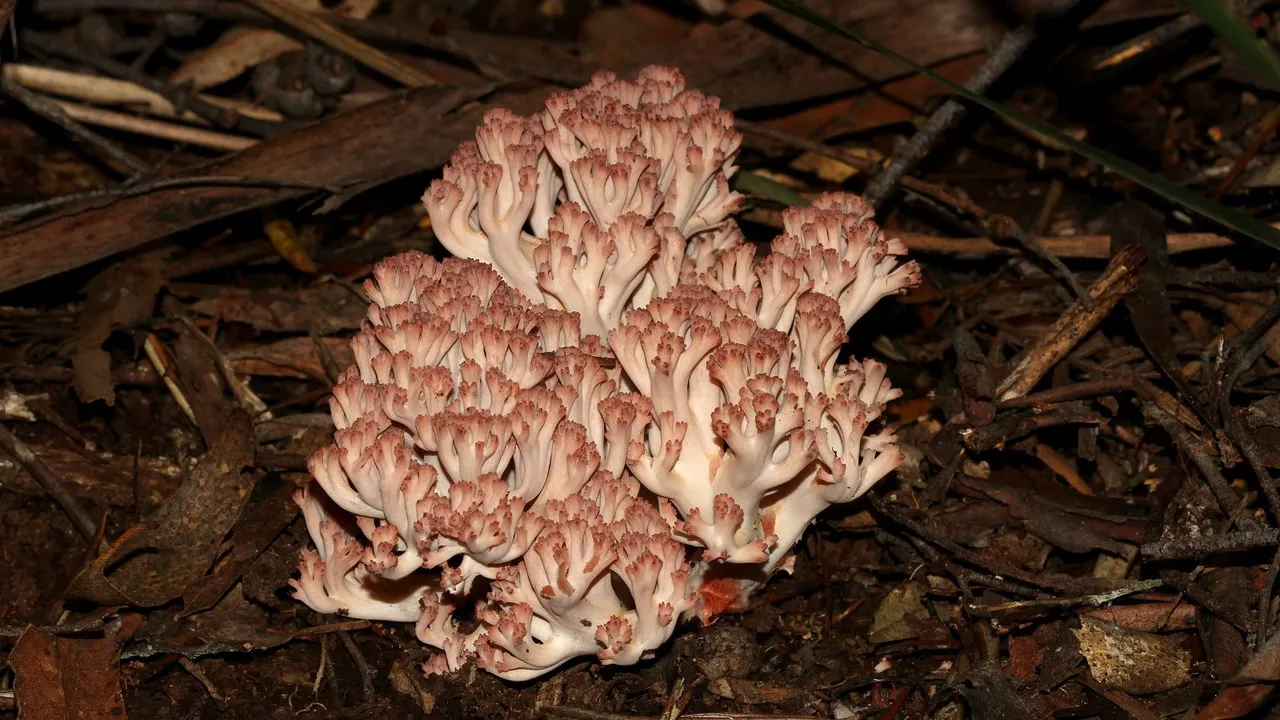 Ramaria sp 2018-04-26 A.jpg