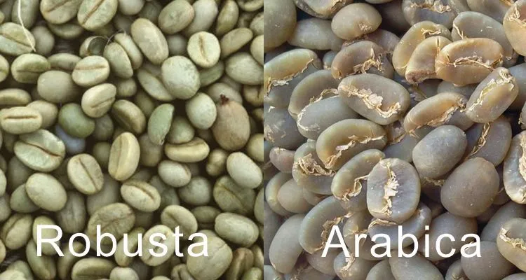 perbedaan_robusta_dan_arabica.jpg