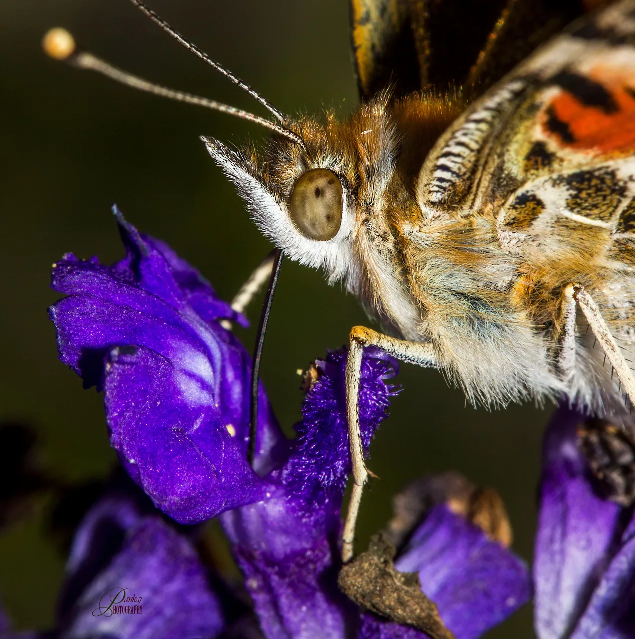 Butterfly 2 - processed.jpg