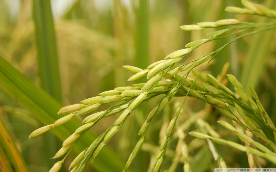 golden_rice-wallpaper-960x600.jpg