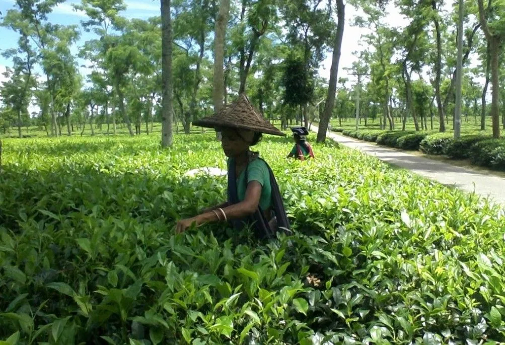 Tea garden at Srimongol.jpg