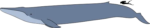 Blue whale size