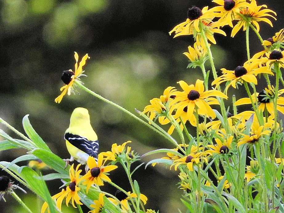 Throwback Thursday - Goldfinches over the years