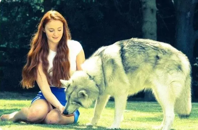 Sansa direwolf 2