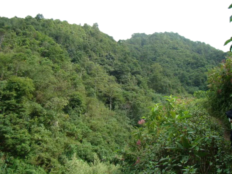 kisspng_valdivian_temperate_rain_forest_woodland_tree_trop_green_broad_leaved_forest_5a98f985613997.0421012915199747893982.png
