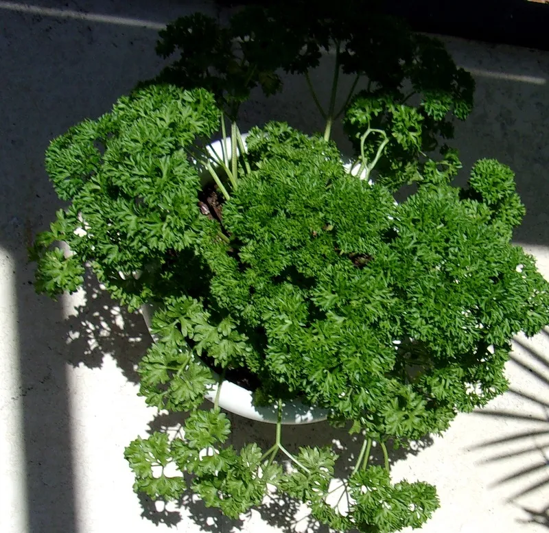 parsley.jpg