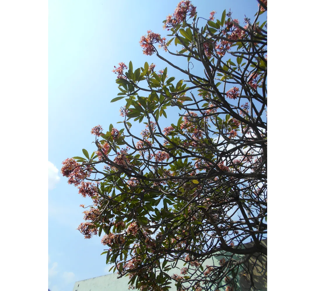 Flores.png