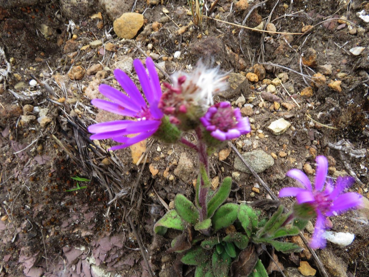 Possible Berkheya Species