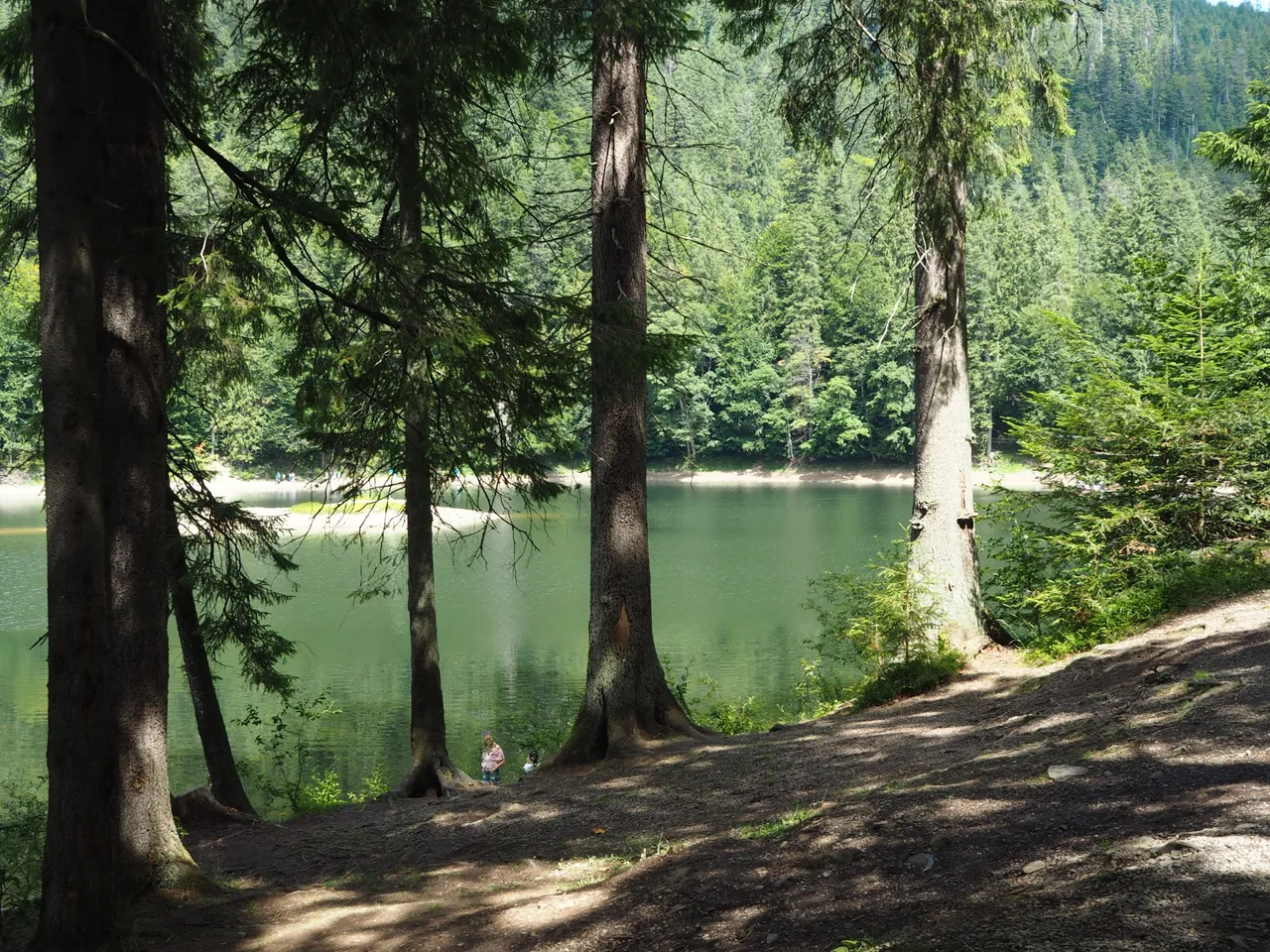 Huge Carpathian fir trees on the shore of Synevyr