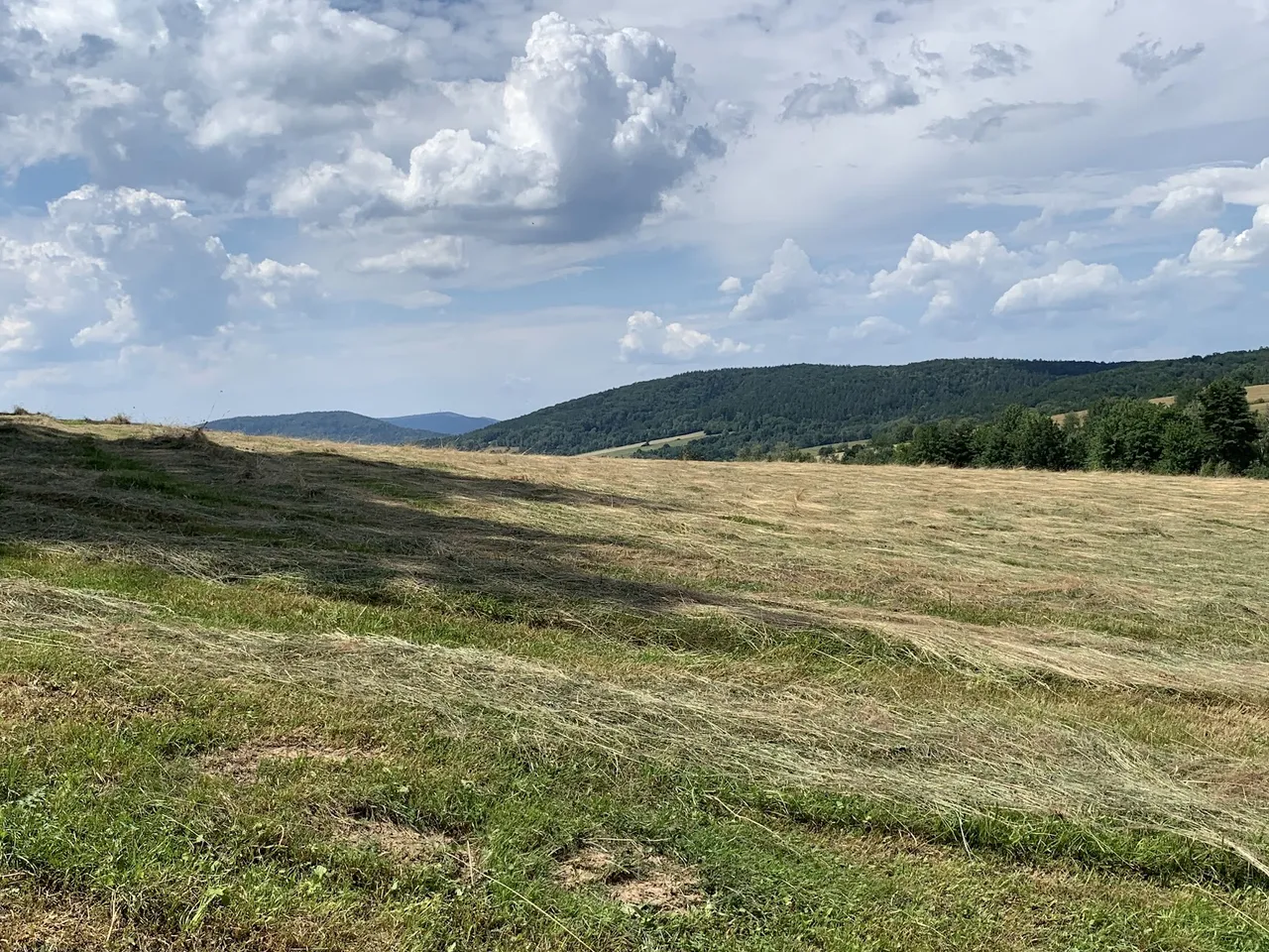 Beskidzka łąka nad Owczarami