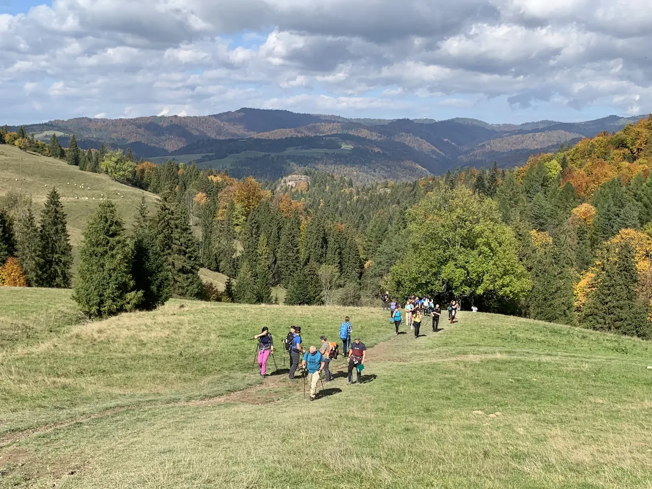 Hala pod Wysoką. Owce, turyści, w tle Beskid Sądecki (grupa Przechyby)