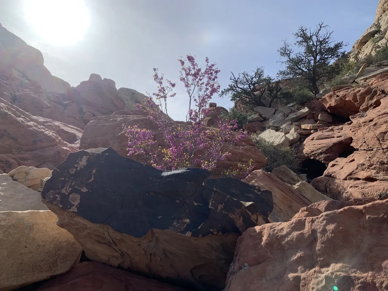 In the Red Rock Canyon National Conservation Area