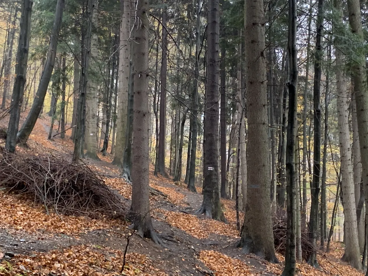 Szlak z Ustronia Polany na Czantorię Wielką.