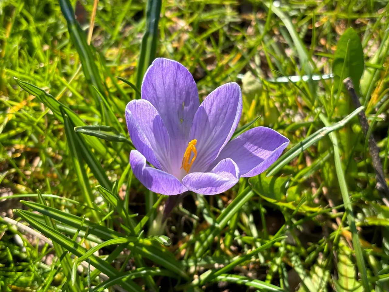 Szafran spiski, czyli krokus w Dąbrowie Górniczej