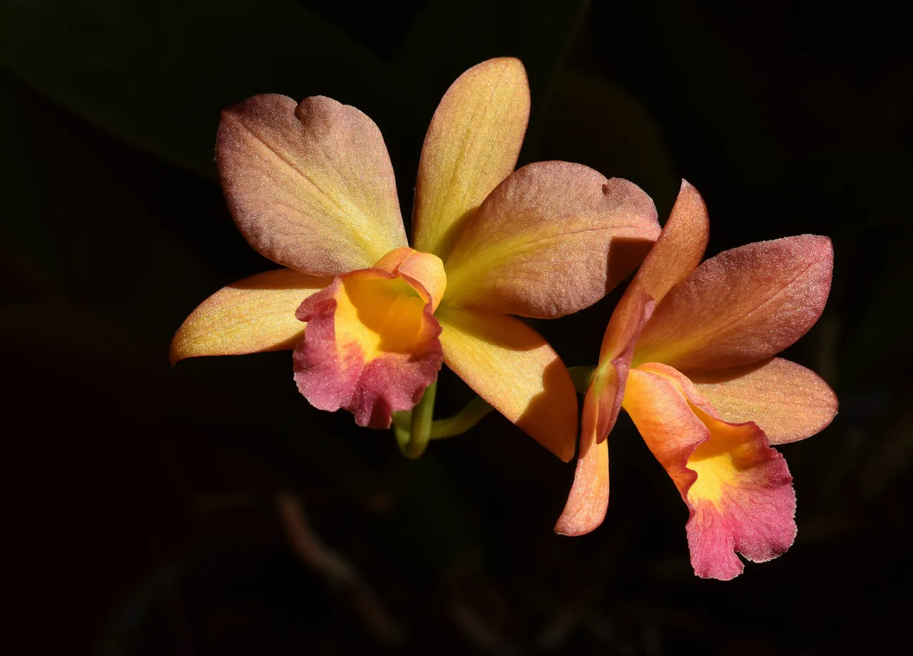 Cattleya Little Lemon Drops x Cattleytonia Why Not flower 1.jpg