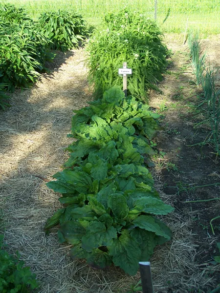 Big garden - plantain and yarrow transplants crop June 2019.jpg