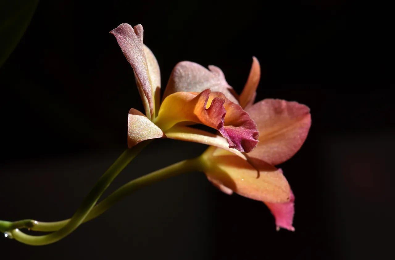 Cattleya Little Lemon Drops x Cattleytonia Why Not flower 3.jpg
