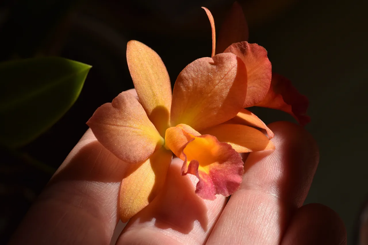 Cattleya Little Lemon Drops x Cattleytonia Why Not flower 4.jpg