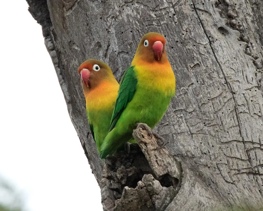 2307_fischers_lovebird_agapornis_fischeri_athi_river_plains_kenya_20141212_2_1000.jpg