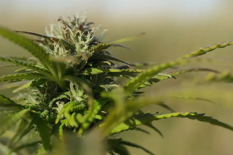 pot plant