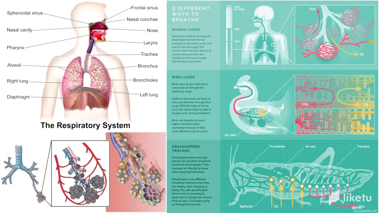 HdmSuDFWe8blJ4Pm_41_Animal_Breathing.webp
