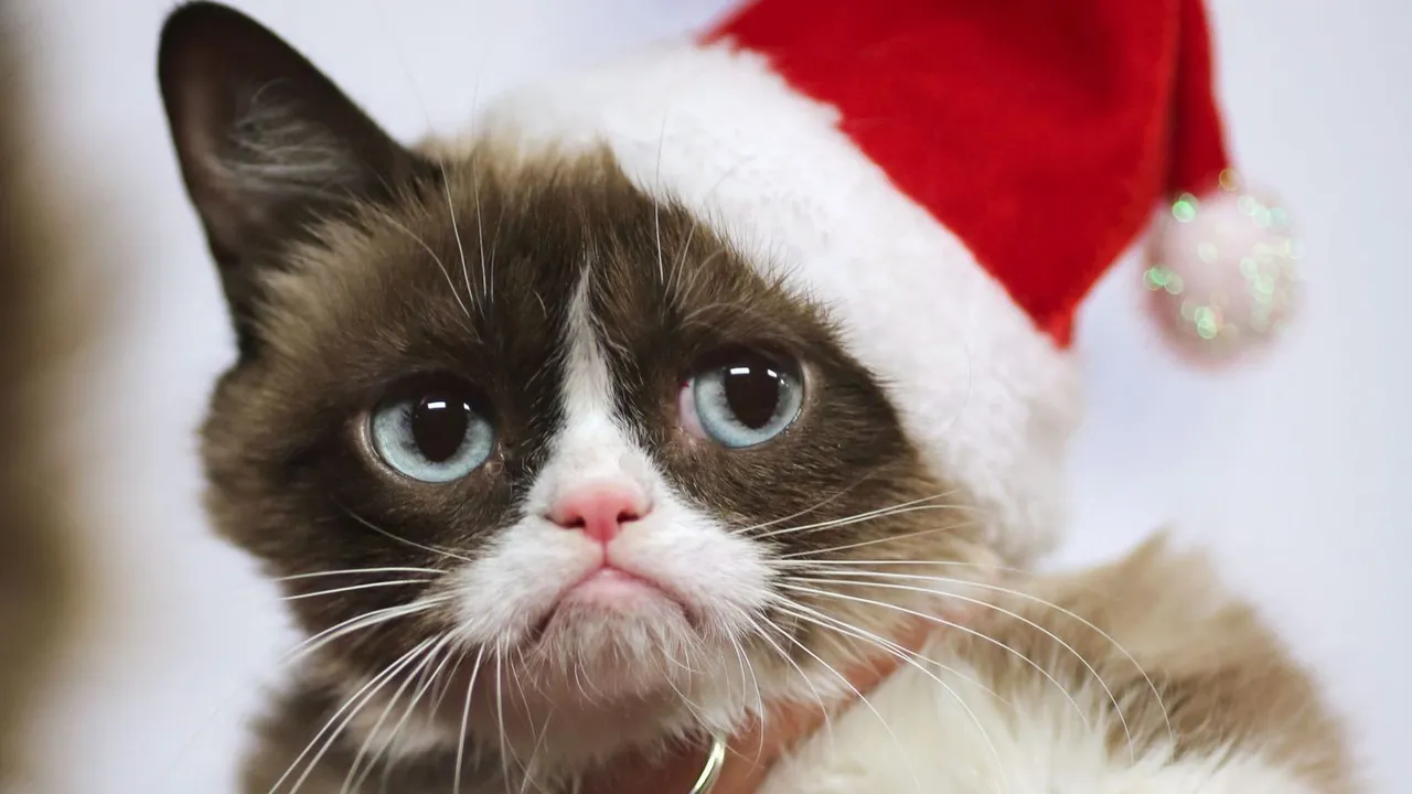 skynews-grumpy-cat-hollywood_4214301.jpg