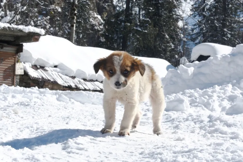 Little puppy enjoying in Ice.JPG