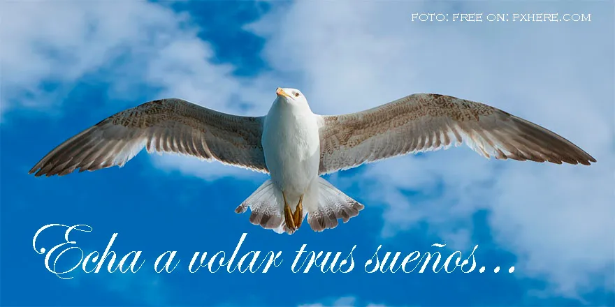 Echa a volar tus sueños.jpg