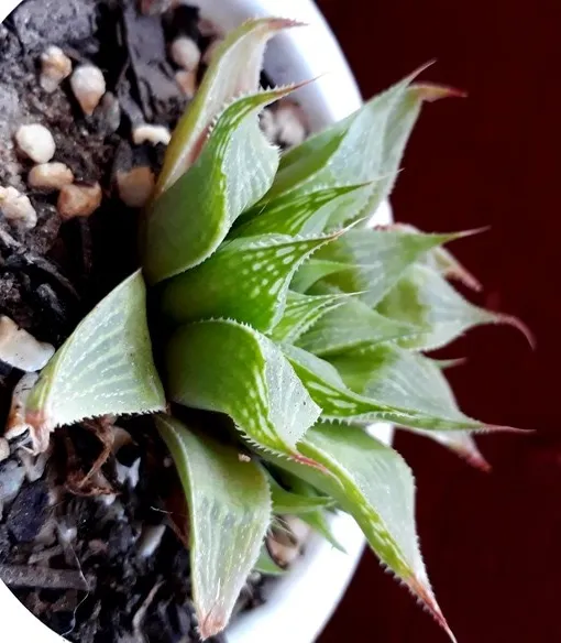 haworthia Retusa var acuminata.jpg