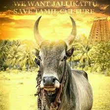 Jalikattu lovers 20180224_212115.jpg